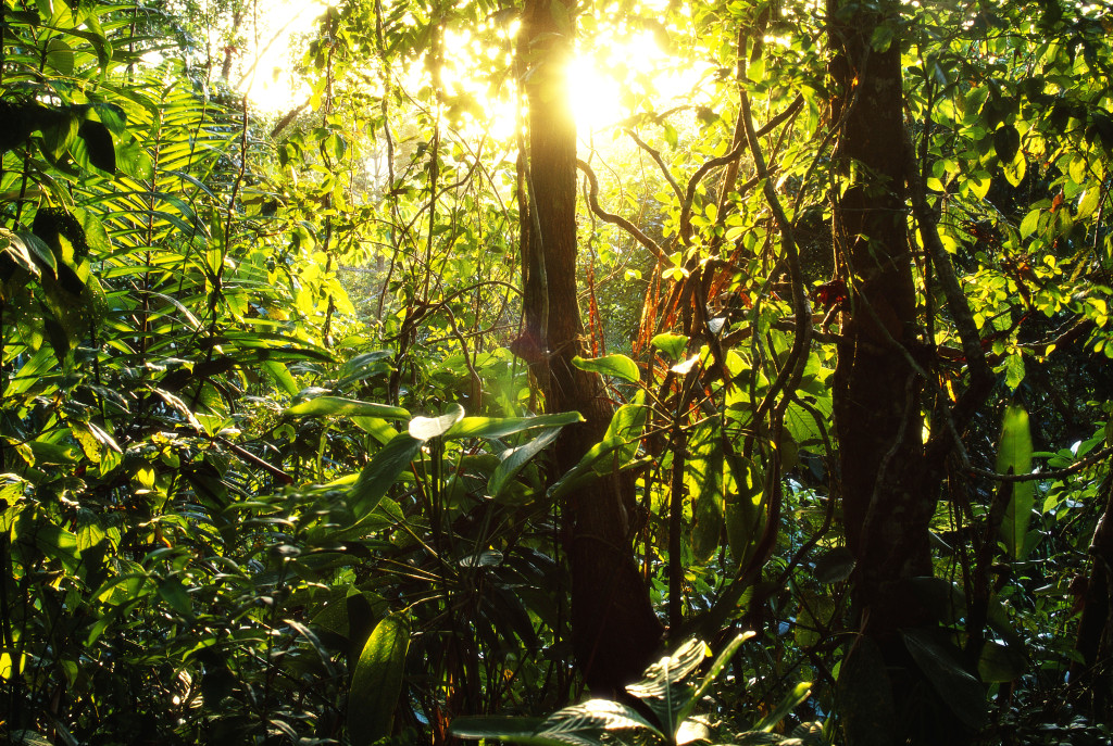 Tropical Rainforest in Panama